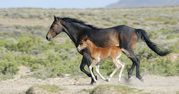 Wild Horse Bill Of Rights